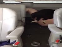 Public dog sex at the CR